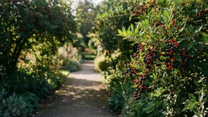 Curry Berry Path