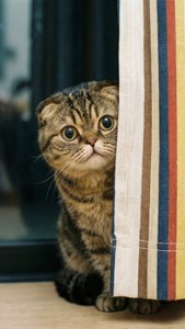 Curtain Peek