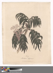 Cusso or Banksia Abissinica