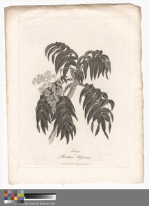 Cusso or Banksia Abissinica