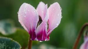 Cyclamen with Raindrops