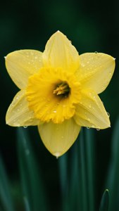 Daffodil in Detail