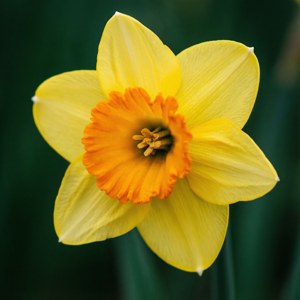 Daffodil Trumpet Macro