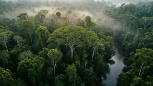 Daintree Misty Canopy
