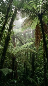 Daintree Rainforest Canopy