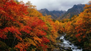 Daisetsuzan Autumn Colors