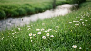 Daisies by the Stream