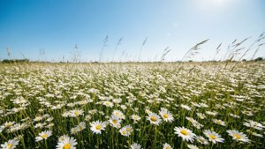 Daisy Field Blue Sky