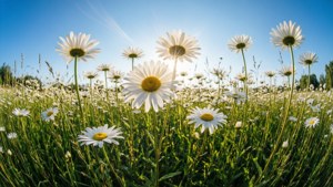 Daisy Field Sunshine