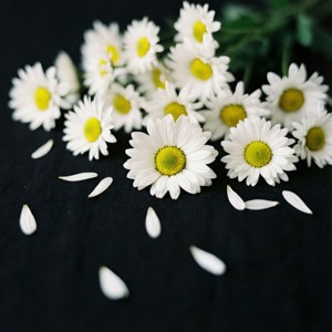 Daisy Flat Lay