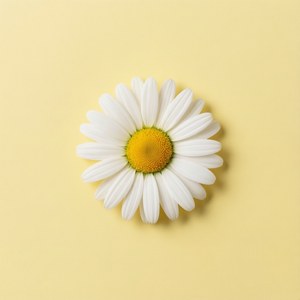 Daisy Minimal