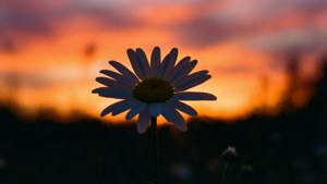 Daisy Sunset Silhouette
