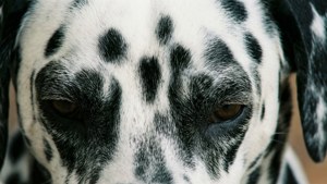 Dalmatian Fur Macro