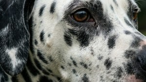 Dalmatian Skin Macro