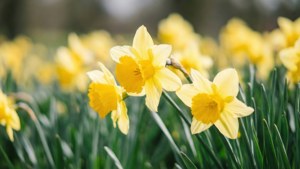 Dancing Daffodils