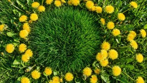 Dandelion Circle Aerial
