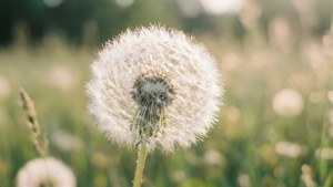 Dandelion Dream Topper