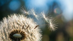 Dandelion Drift