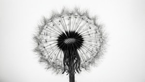 Dandelion Macro