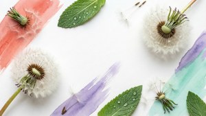 Dandelion Minimalist Spring
