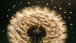 Dandelion Seeds as Falling Stars