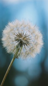 Dandelion Whirl