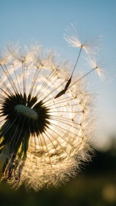 Dandelion Wishes