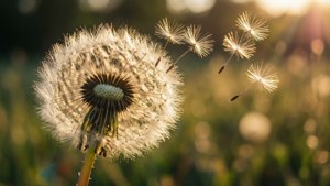 Dandelion Wishes