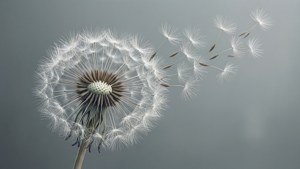Dandelion Wishes