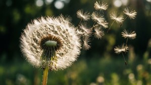 Dandelion Wishes