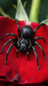 Dangerous Beauty