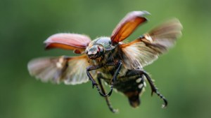 Dapper June Bug