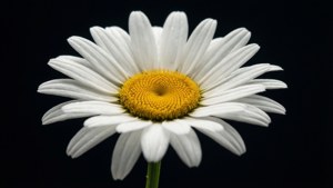 Dark Elegance Daisy