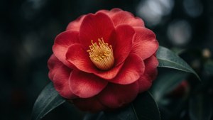 Dark Red Camellia Sasanqua