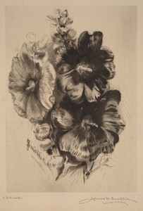 Dark Single Hollyhocks