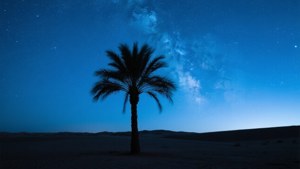 Date Palm Night Sky