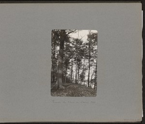 [Davis's Hill]