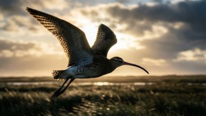 Dawn Flight