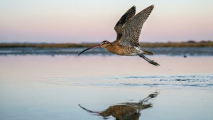 Dawn Flight