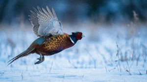 Dawn Flight Over Snow