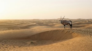 Dawn in Desert Reserve