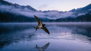 Dawn Lake Swallow