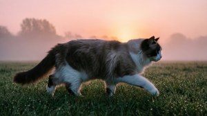 Dawn Meadow Walk