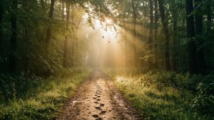 Dawn Path in Vernon Forest
