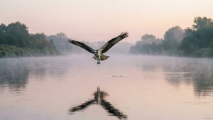 Dawn River Osprey