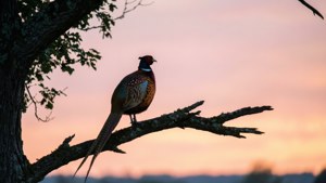 Dawn Roost