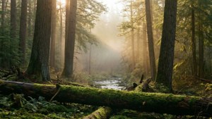 Dawn Serenity in Vernon Forest