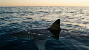 Dawn Shark Fin