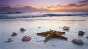 Dawn Starfish Treasure