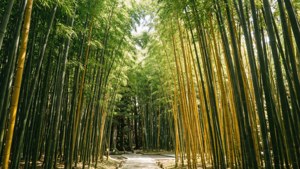 Dazaifu Bamboo Serenity